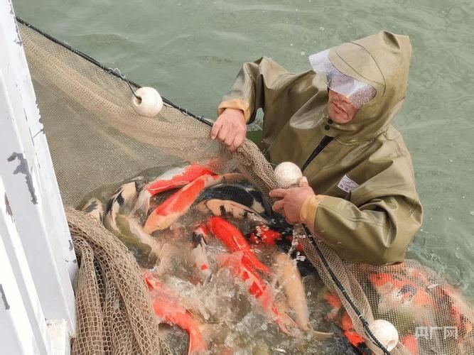河南南陽觀賞魚批發市場是一個專門銷售各種觀賞魚的綜合性市場，南陽觀賞魚批發市場是一個專門銷售各種觀賞魚的綜合性市場