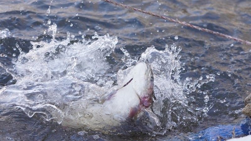 新疆霍城：冷水魚養出致富“熱經濟”共產黨員網新年新氣象，新疆霍城:冷水魚養出致富“熱經濟”共產黨員網新年新氣象