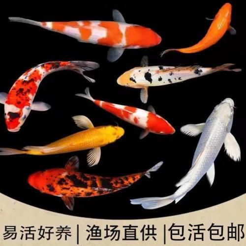 安陽觀賞魚批發市場表現和營銷策略可圈可圈可點，安陽觀賞魚批發市場怎么樣