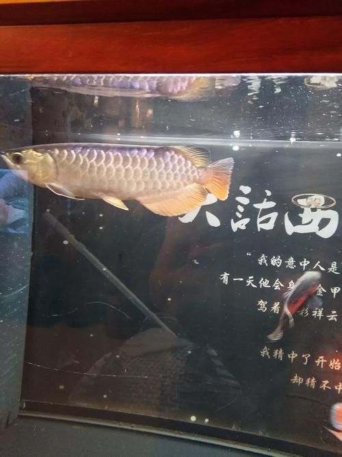 安陽觀賞魚批發市場表現和營銷策略可圈可圈可點，安陽觀賞魚批發市場怎么樣