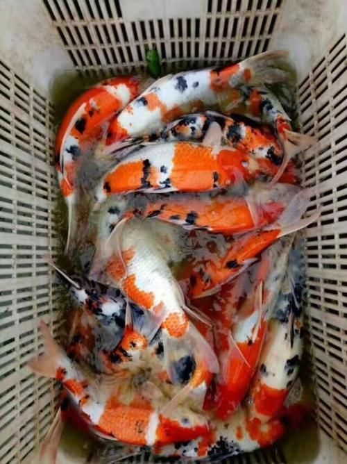 安陽觀賞魚批發市場表現和營銷策略可圈可圈可點，安陽觀賞魚批發市場怎么樣