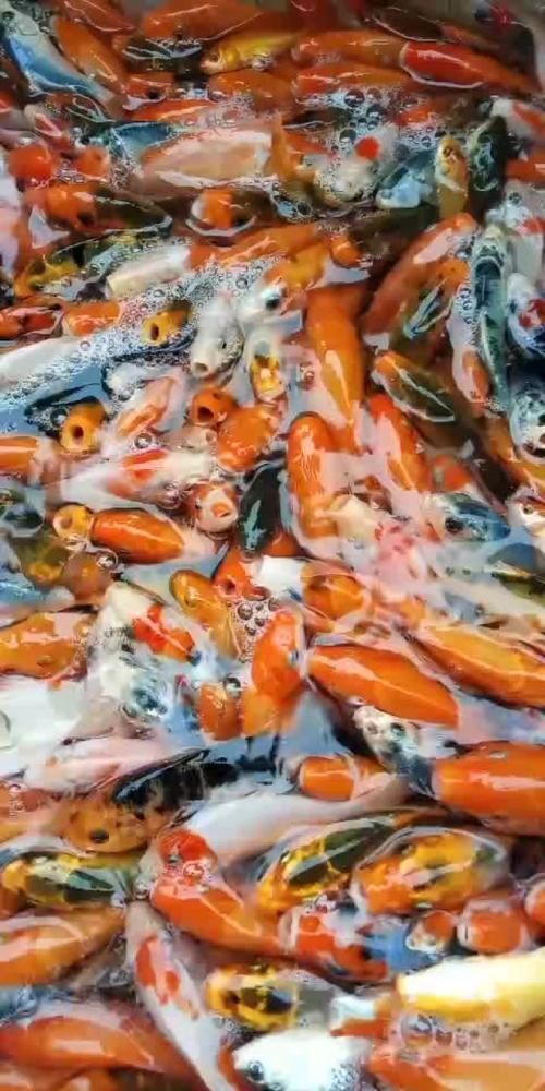 安陽觀賞魚批發市場表現和營銷策略可圈可圈可點，安陽觀賞魚批發市場怎么樣