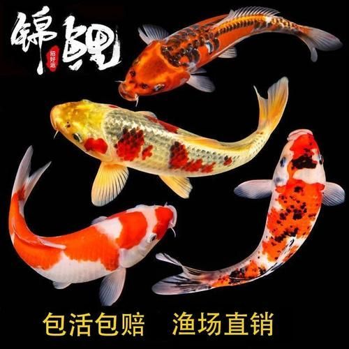 安陽觀賞魚批發市場表現和營銷策略可圈可圈可點，安陽觀賞魚批發市場怎么樣