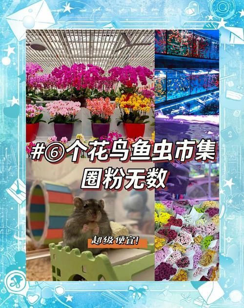 北京觀賞魚批發市場是亞洲最大的水族市場之一祥龍魚場，北京觀賞魚批發市場哪個最知名