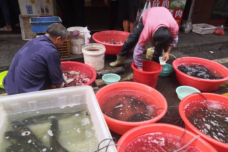 湖南岳陽(yáng)觀賞魚(yú)批發(fā)市場(chǎng)，岳陽(yáng)觀賞魚(yú)批發(fā)市場(chǎng)和祥龍魚(yú)場(chǎng)有哪些明星品種