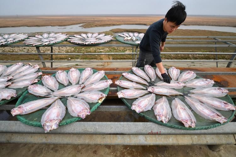 湖南岳陽(yáng)觀賞魚(yú)批發(fā)市場(chǎng)，岳陽(yáng)觀賞魚(yú)批發(fā)市場(chǎng)和祥龍魚(yú)場(chǎng)有哪些明星品種