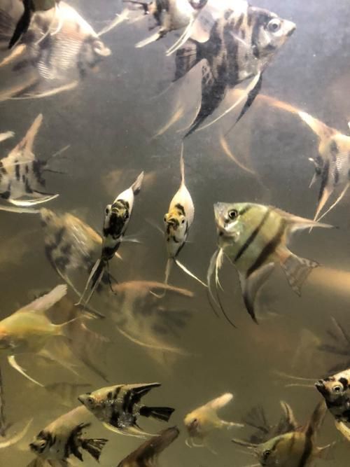 湖南岳陽(yáng)觀賞魚(yú)批發(fā)市場(chǎng)，岳陽(yáng)觀賞魚(yú)批發(fā)市場(chǎng)和祥龍魚(yú)場(chǎng)有哪些明星品種