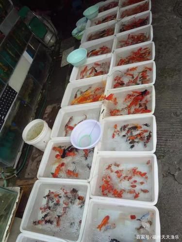 福州觀賞魚批發市場有哪些主要商家？，福州觀賞魚批發市場怎么樣？