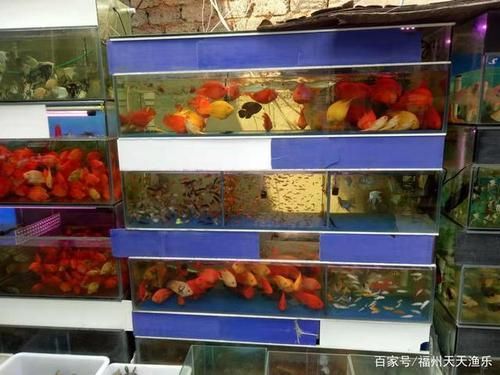 福州觀賞魚批發市場有哪些主要商家？，福州觀賞魚批發市場怎么樣？