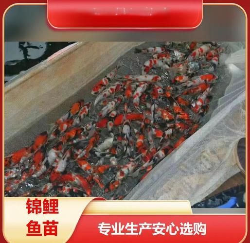 福州觀賞魚批發市場有哪些主要商家？，福州觀賞魚批發市場怎么樣？