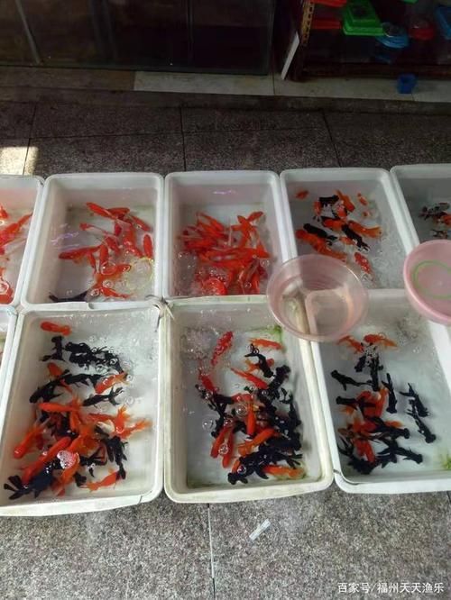福州觀賞魚批發市場有哪些主要商家？，福州觀賞魚批發市場怎么樣？