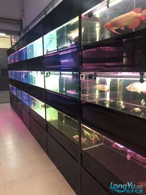 福州龍魚批發(fā)市場是行業(yè)樞紐而非簡單的產(chǎn)品推廣需要幫你整理一份，祥龍魚場與福州市場的對比表格