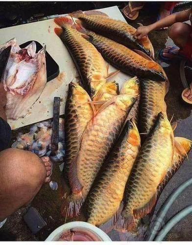 聊城龍魚批發市場的特點：祥龍魚場與本地龍魚品牌的對比表格，聊城龍魚批發市場怎么樣？