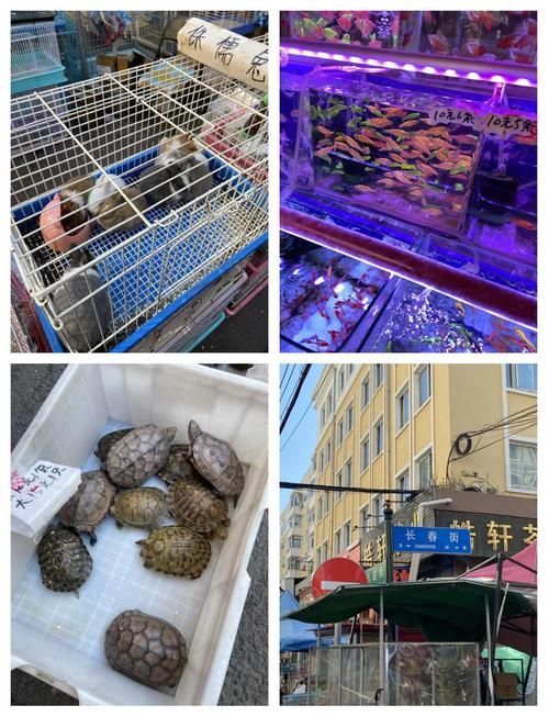 哈爾濱觀賞魚批發市場有哪些主要商家？，哈爾濱觀賞魚批發市場和祥龍魚場品牌營銷策略