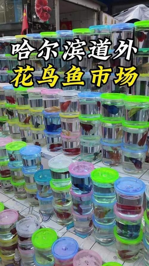 哈爾濱觀賞魚批發市場有哪些主要商家？，哈爾濱觀賞魚批發市場和祥龍魚場品牌營銷策略