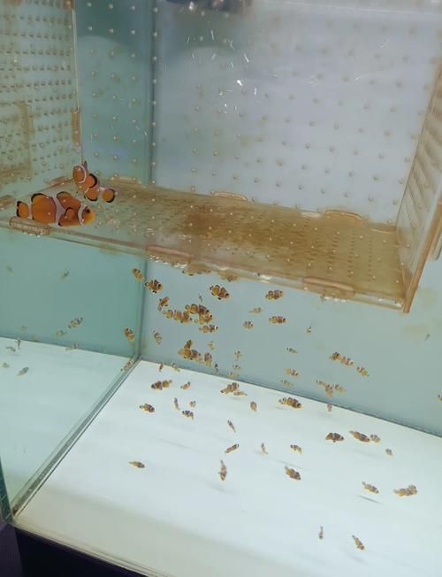 哈爾濱觀賞魚批發市場有哪些主要商家？，哈爾濱觀賞魚批發市場和祥龍魚場品牌營銷策略
