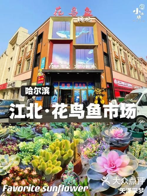 哈爾濱觀賞魚批發市場有哪些主要商家？，哈爾濱觀賞魚批發市場和祥龍魚場品牌營銷策略