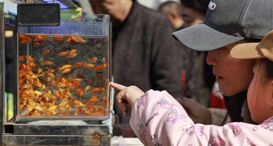 哈爾濱觀賞魚批發市場有哪些主要商家？，哈爾濱觀賞魚批發市場和祥龍魚場品牌營銷策略