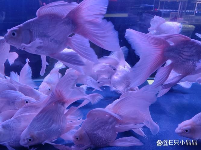 哈爾濱觀賞魚批發市場有哪些主要商家？，哈爾濱觀賞魚批發市場和祥龍魚場品牌營銷策略