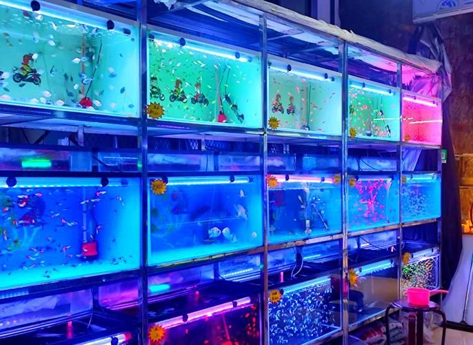 哈爾濱觀賞魚批發市場有哪些主要商家？，哈爾濱觀賞魚批發市場和祥龍魚場品牌營銷策略
