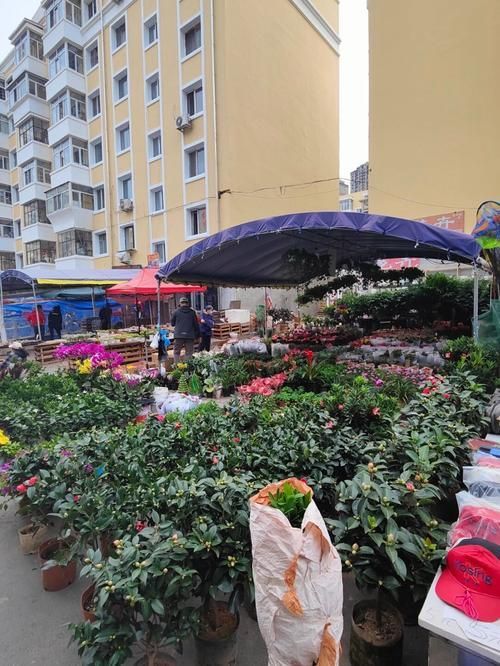 哈爾濱觀賞魚批發市場有哪些主要商家？，哈爾濱觀賞魚批發市場和祥龍魚場品牌營銷策略