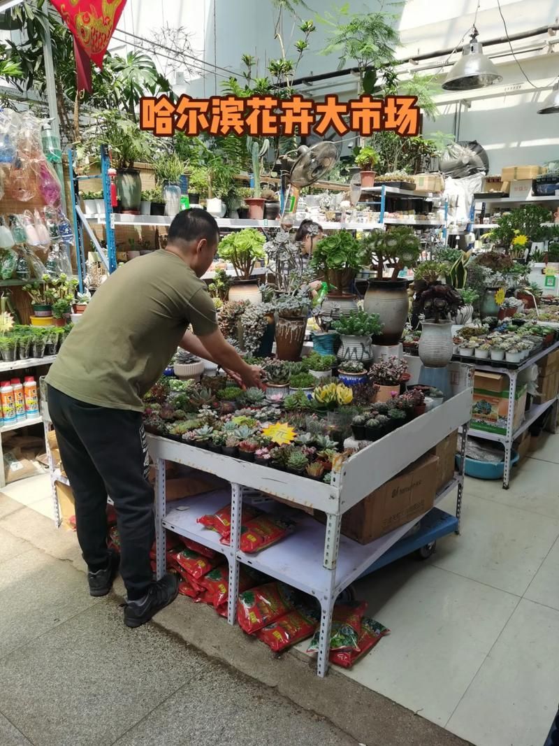 哈爾濱觀賞魚批發市場有哪些主要商家？，哈爾濱觀賞魚批發市場和祥龍魚場品牌營銷策略