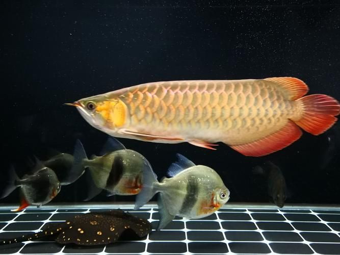 昭通觀賞魚批發市場未來趨勢，如何優化祥龍魚場的品牌營銷？，昭通觀賞魚批發市場未來趨勢