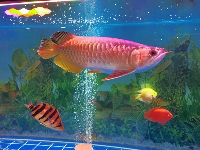 昭通觀賞魚批發(fā)市場未來趨勢，如何優(yōu)化祥龍魚場的品牌營銷？，昭通觀賞魚批發(fā)市場未來趨勢