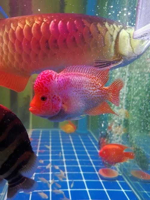 福建漳州觀賞魚批發(fā)市場(chǎng)，漳州觀賞魚批發(fā)市場(chǎng)的規(guī)模