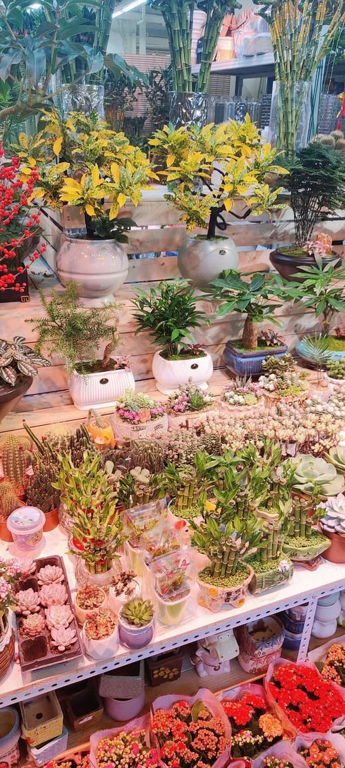 長春觀賞魚批發市場是一個集觀賞魚養殖、銷售、服務于一體的綜合性市場，長春觀賞魚批發市場和祥龍魚場品牌很感興趣呀