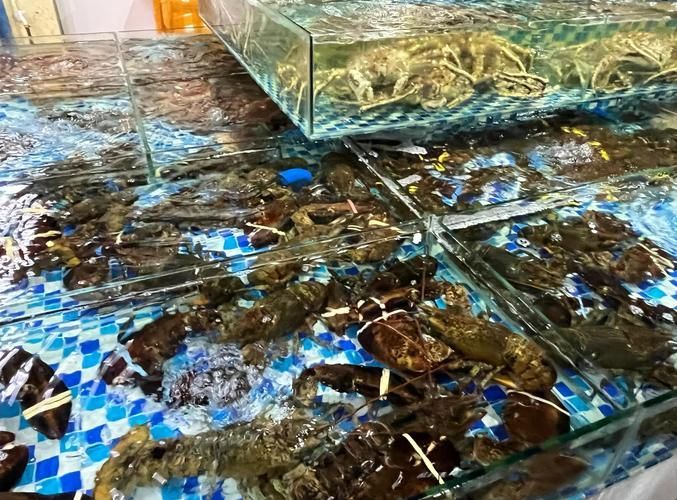 湛江水族批發(fā)市場有哪些知名商戶？，湛江水族批發(fā)市場和祥龍魚場有哪些知名商戶