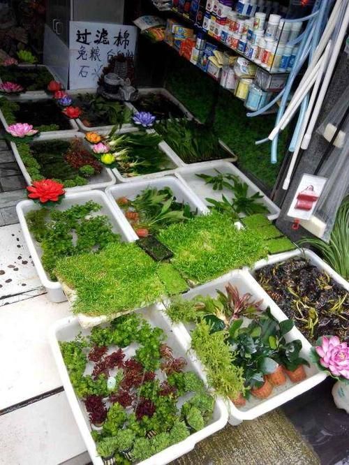 成都魚缸批發(fā)市場(chǎng)有哪些知名商家，成都魚缸批發(fā)市場(chǎng)擁有眾多的供應(yīng)商和經(jīng)銷商和經(jīng)銷商