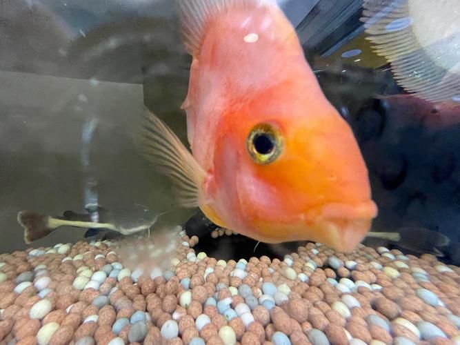 玉林觀賞魚批發(fā)市場有哪些高端品種？，玉林觀賞魚批發(fā)市場和祥龍魚場有哪些高端品種
