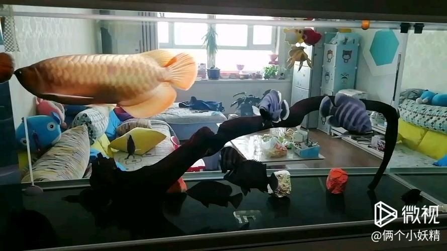 新鄉龍魚批發市場有哪些知名商家？，新鄉龍魚批發市場優勢