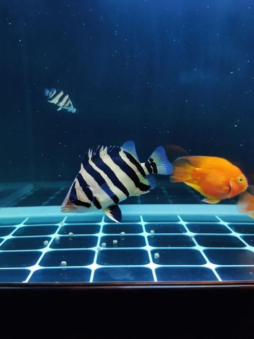 泰州魚缸批發(fā)批發(fā)市場，泰州魚缸批發(fā)市場是位于泰州本地魚缸批發(fā)市場的具體位置