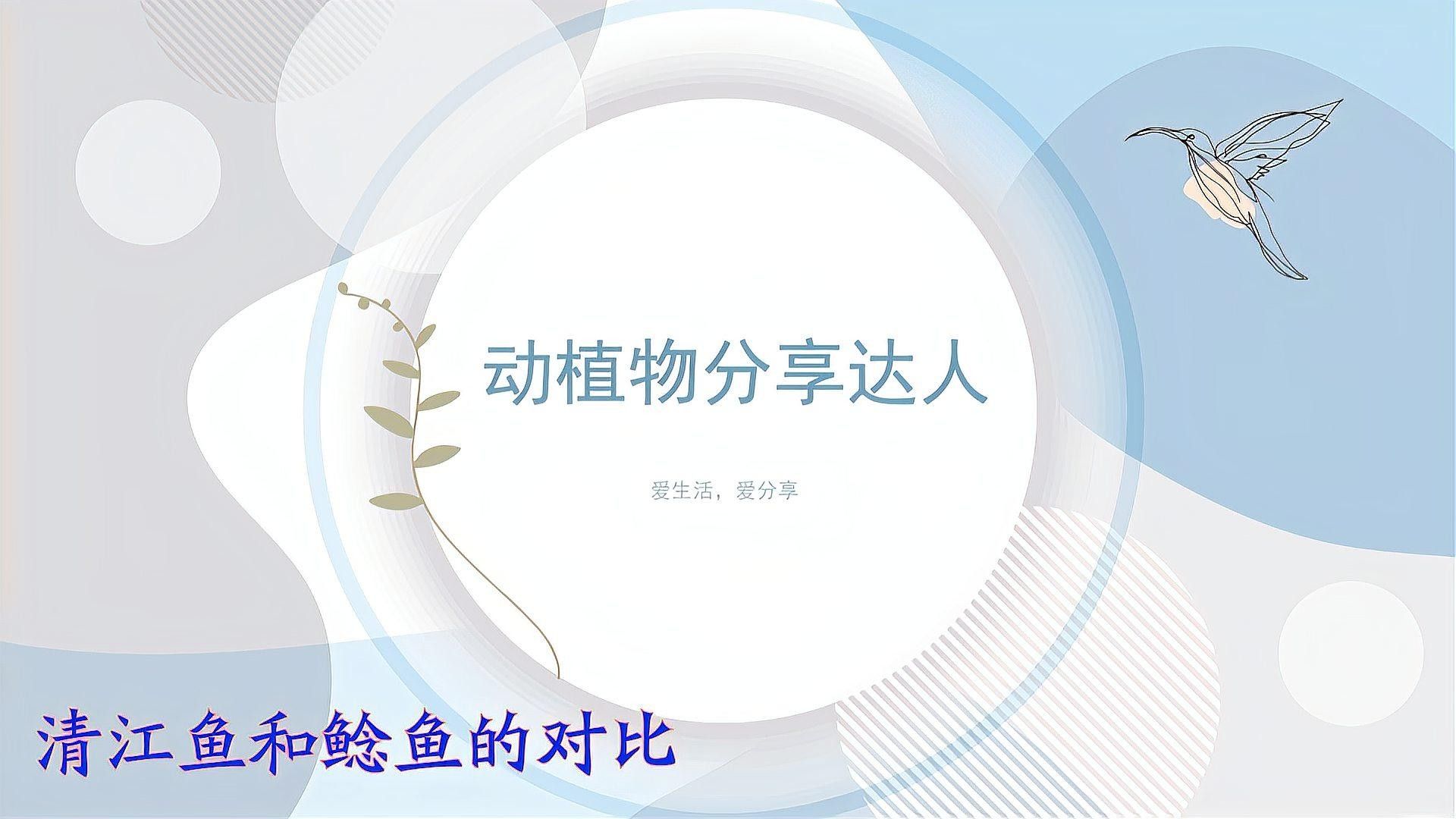 烤魚店的清江魚是什么魚，“清江魚”是什么魚，清江魚有哪些特色菜，清江魚的價格是多少
