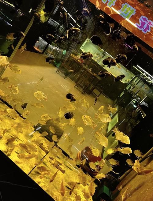 沈陽水族批發市場有哪些知名商戶？，沈陽水族批發市場和祥龍魚場品牌營銷分析祥龍魚場品牌營銷分析