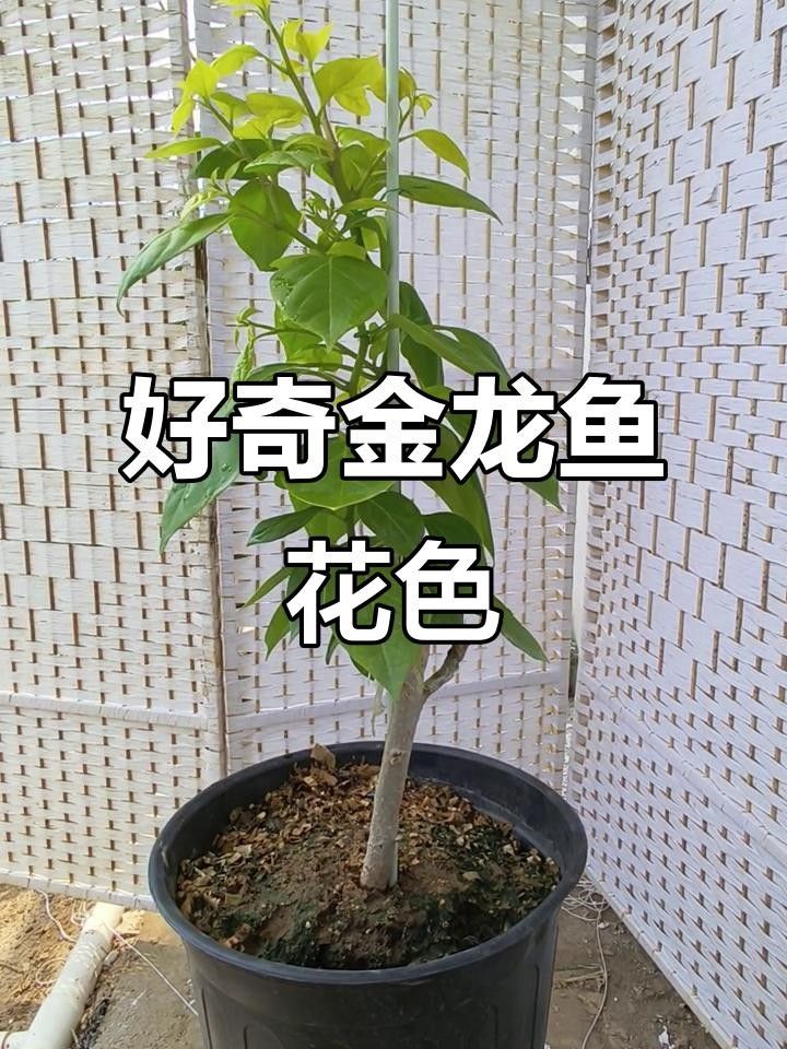 雷克多三角梅的花期是多久？，雷克多三角梅的“金龍魚”別稱來源是什么雷克多三角梅勤花嗎
