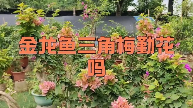 雷克多三角梅的花期是多久？，雷克多三角梅的“金龍魚”別稱來源是什么雷克多三角梅勤花嗎