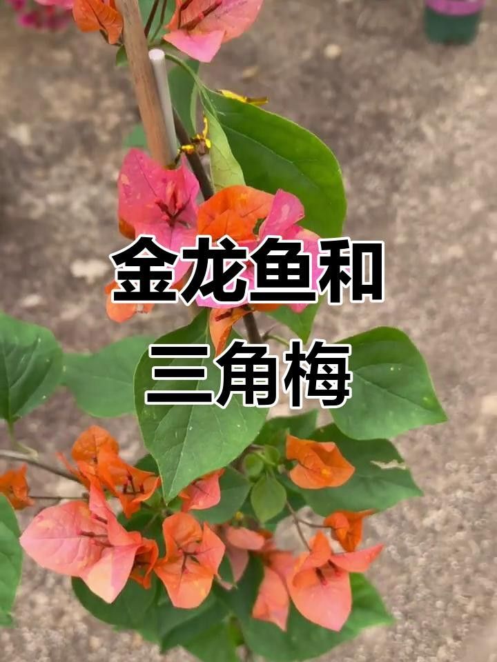 雷克多三角梅的花期是多久？，雷克多三角梅的“金龍魚”別稱來源是什么雷克多三角梅勤花嗎