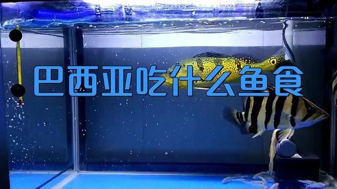 巴西亞魚飼養指南，巴西亞魚專用飼料的特點