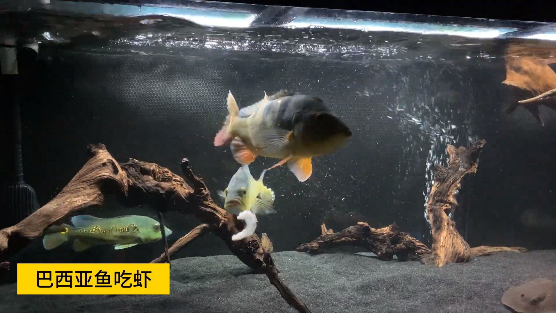 巴西亞魚飼養指南，巴西亞魚專用飼料的特點
