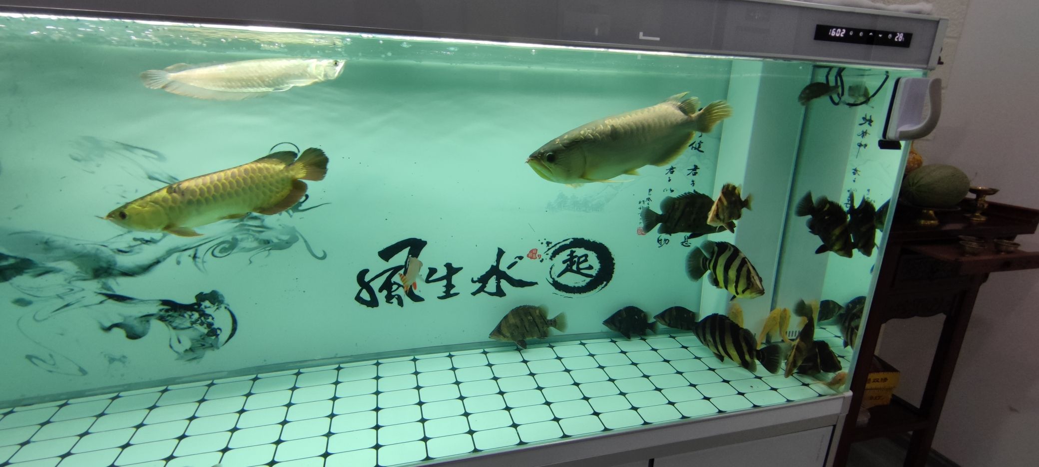 圖騰龍魚和三紋大虎入缸小虎排隊挖煤，我們看到了一幅生動的畫面，圖騰龍魚、三紋大虎入缸小虎排隊挖煤