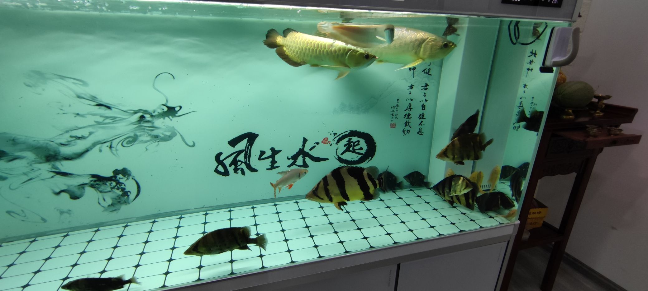 圖騰龍魚和三紋大虎入缸小虎排隊挖煤，我們看到了一幅生動的畫面，圖騰龍魚、三紋大虎入缸小虎排隊挖煤