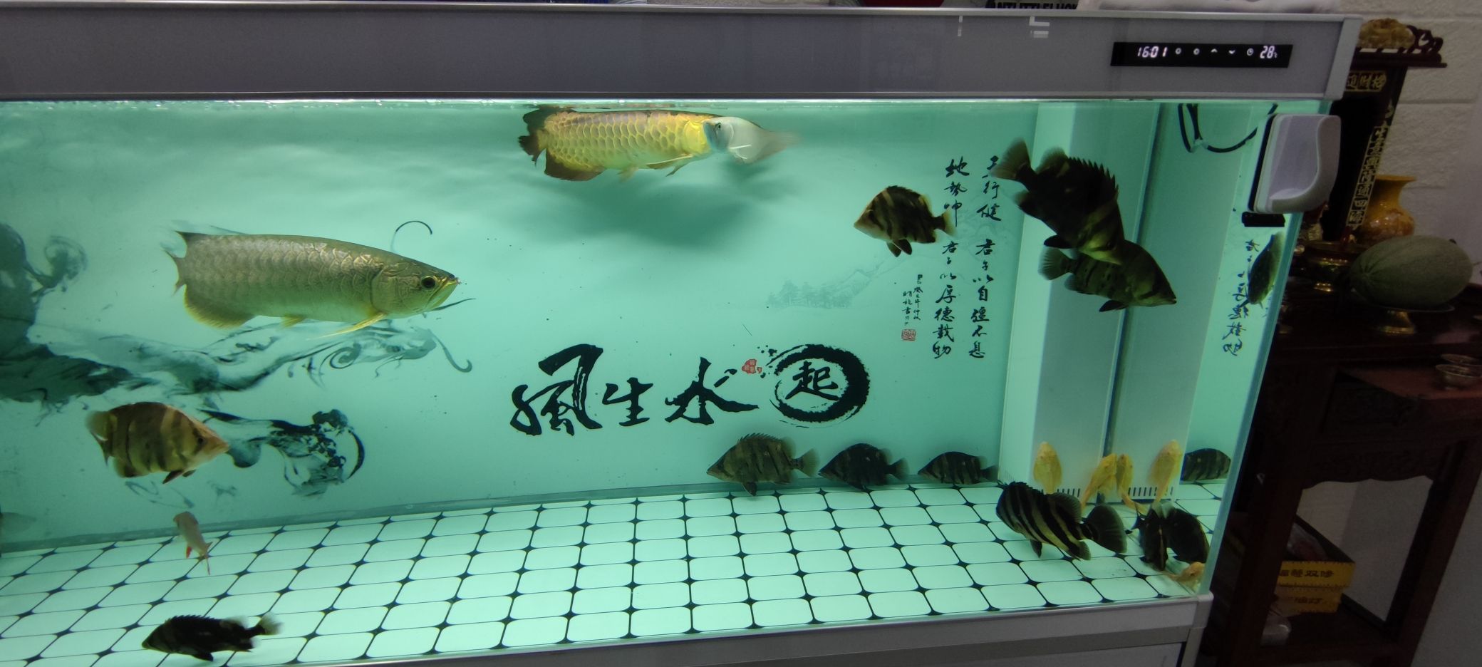 圖騰龍魚和三紋大虎入缸小虎排隊挖煤，我們看到了一幅生動的畫面，圖騰龍魚、三紋大虎入缸小虎排隊挖煤