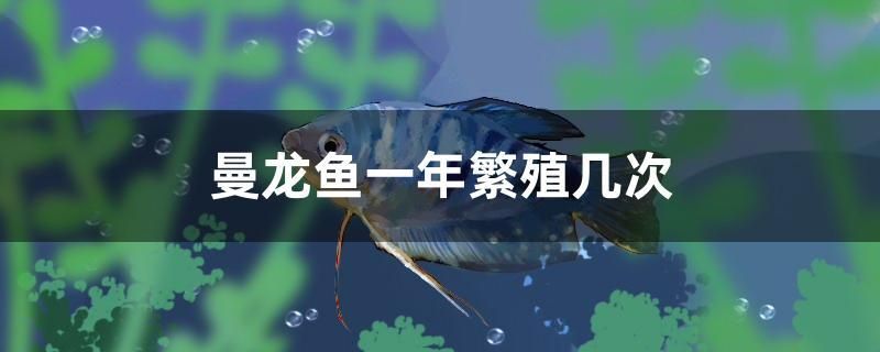 龍魚一年繁殖幾次，曼龍魚一年繁殖幾次，最好不要混養(yǎng)，它的長度一般在10厘米之間