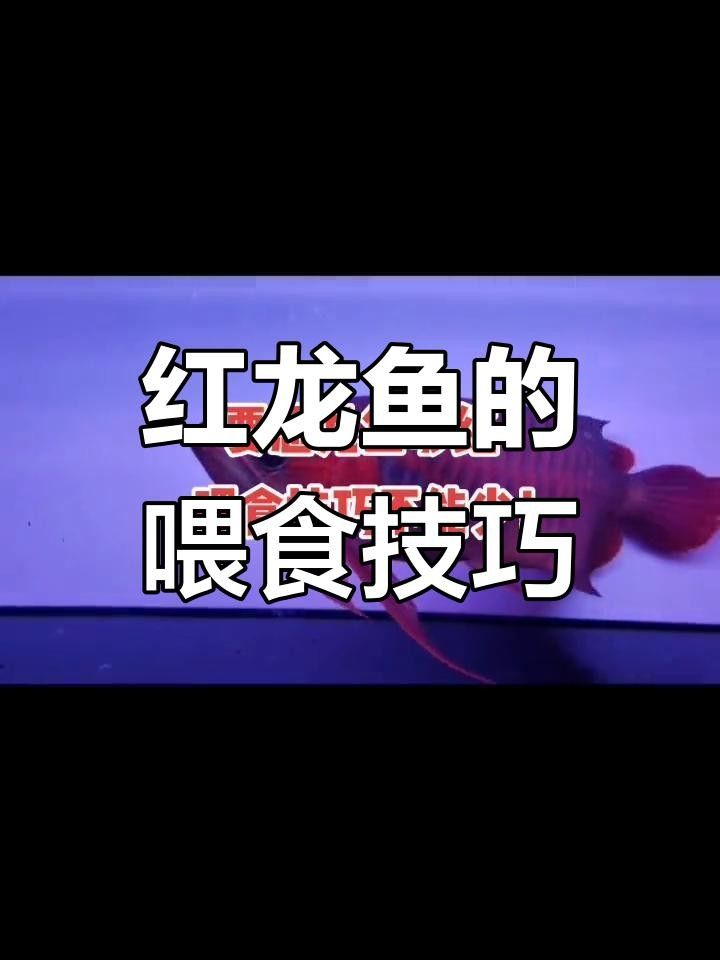 龍魚飼養全攻略，紅龍魚喂蝦和泥鰍哪個好武漢譽祥科技龍魚飼養全攻略