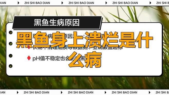 黑魚常見病的預(yù)防和治療第七劇匠，黑云魚常見病的預(yù)防和治療 黑魚常見病的預(yù)防和治療第七劇匠，黑云魚常見病的預(yù)防和治療 觀賞魚百科 第3張