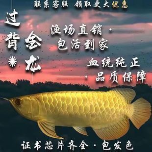 清蒸雪龍魚的做法大全，輕松掌握美味佳肴，清蒸雪龍魚的做法
