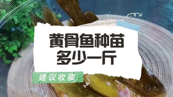 廣東魚苗批發(fā)中心魚苗批發(fā)中心_惠州魚苗批發(fā)中心，養(yǎng)殖場魚苗批發(fā)行業(yè)的商業(yè)模式